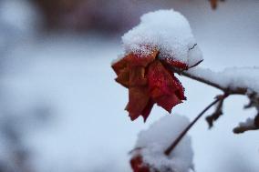 Toronto Gets Hit By Winter Snowstorm