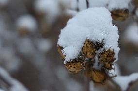 Toronto Gets Hit By Winter Snowstorm