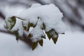 Toronto Gets Hit By Winter Snowstorm