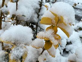 Toronto Gets Hit By Winter Snowstorm