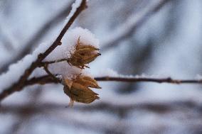 Toronto Gets Hit By Winter Snowstorm