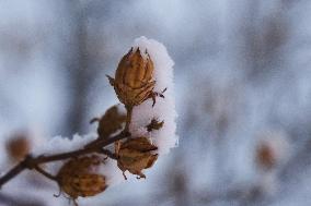 Toronto Gets Hit By Winter Snowstorm