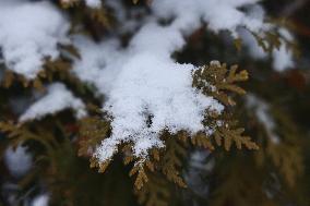 Toronto Gets Hit By Winter Snowstorm