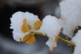 Toronto Gets Hit By Winter Snowstorm