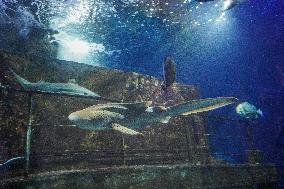 Malta National Aquarium in Qawra, St. Paul’s Bay