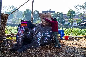 An Elephant Decorating For The Elephant Festival In Sauraha, Chitwan, Nepal