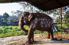 An Elephant Decorating For The Elephant Festival In Sauraha, Chitwan, Nepal