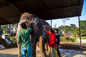 An Elephant Decorating For The Elephant Festival In Sauraha, Chitwan, Nepal