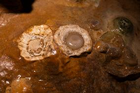 Luray Caverns In Virginia, United States