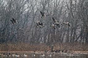 Canada Geese At The Oxbow Nature Conservancy