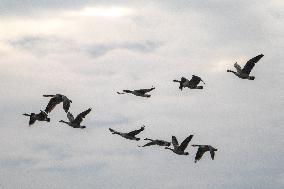 Canada Geese At The Oxbow Nature Conservancy