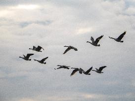 Canada Geese At The Oxbow Nature Conservancy