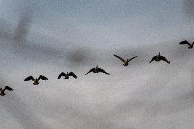 Canada Geese At The Oxbow Nature Conservancy