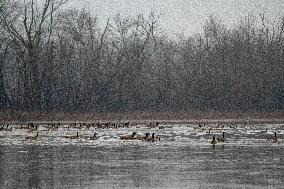 Canada Geese At The Oxbow Nature Conservancy