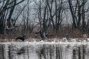 Canada Geese At The Oxbow Nature Conservancy