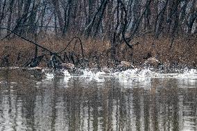 Canada Geese At The Oxbow Nature Conservancy