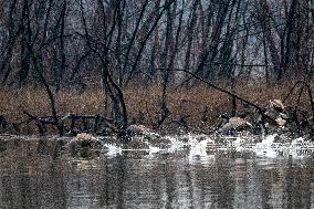 Canada Geese At The Oxbow Nature Conservancy