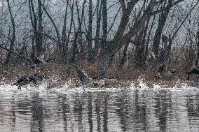 Canada Geese At The Oxbow Nature Conservancy