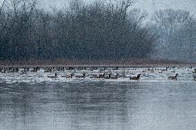 Canada Geese At The Oxbow Nature Conservancy