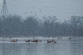 Canada Geese At The Oxbow Nature Conservancy