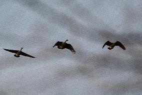 Canada Geese At The Oxbow Nature Conservancy