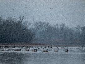 Canada Geese At The Oxbow Nature Conservancy