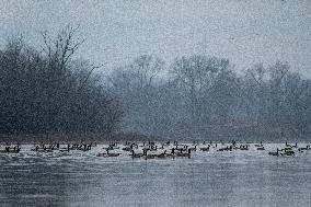 Canada Geese At The Oxbow Nature Conservancy