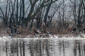 Canada Geese At The Oxbow Nature Conservancy