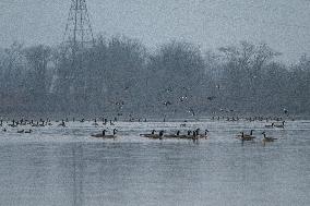 Canada Geese At The Oxbow Nature Conservancy