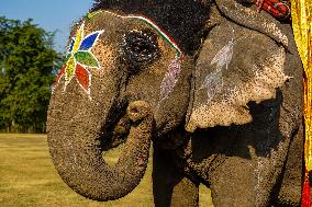 The Elephant Festival At Sauraha, Chitwan, Nepal.