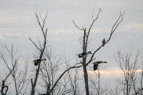 Canada Geese At The Oxbow Nature Conservancy