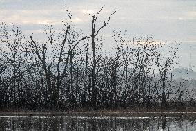 Canada Geese At The Oxbow Nature Conservancy