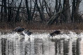 Canada Geese At The Oxbow Nature Conservancy