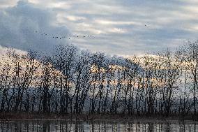 Canada Geese At The Oxbow Nature Conservancy