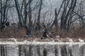 Canada Geese At The Oxbow Nature Conservancy