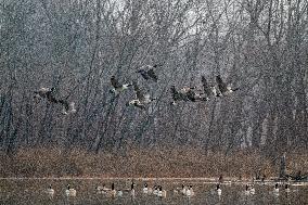 Canada Geese At The Oxbow Nature Conservancy