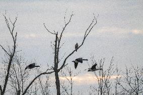 Canada Geese At The Oxbow Nature Conservancy