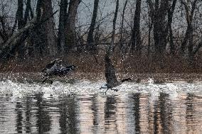 Canada Geese At The Oxbow Nature Conservancy