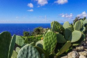 Dingli Cliffs, Malta