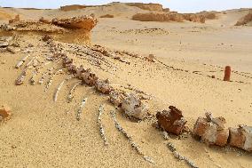 World Heritage Site Whale Valley - Egypt