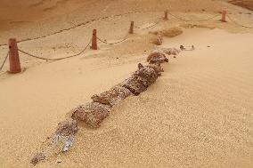 World Heritage Site Whale Valley - Egypt