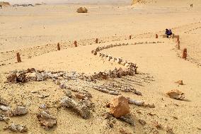 World Heritage Site Whale Valley - Egypt