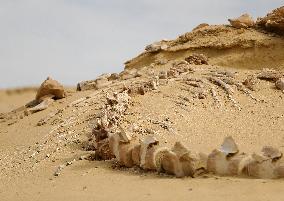 World Heritage Site Whale Valley - Egypt