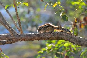 India-Squirrel