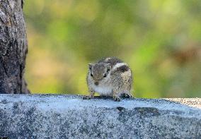 India-Squirrel