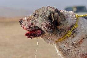 Dogfight Competition - Azerbaijan