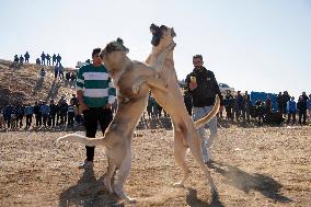 Dogfight Competition - Azerbaijan