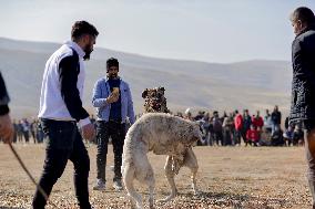 Dogfight Competition - Azerbaijan