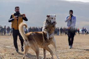 Dogfight Competition - Azerbaijan