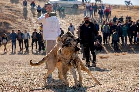 Dogfight Competition - Azerbaijan